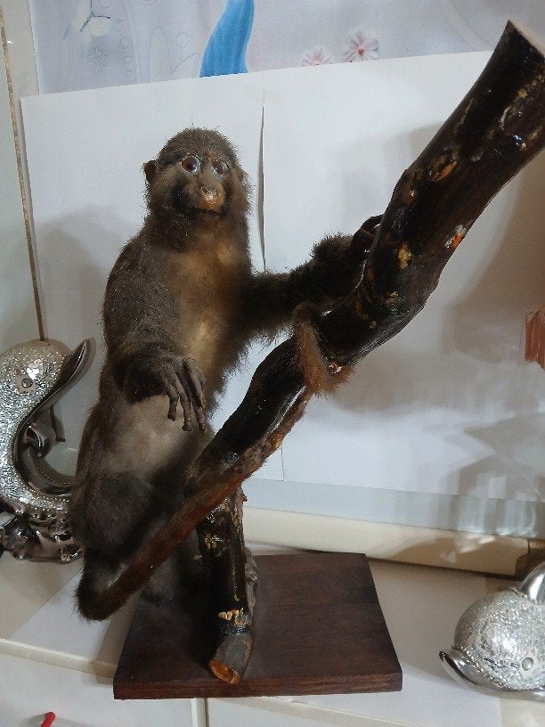 Taxidermy, Verzamelen, Ophalen of Verzenden, Gebruikt, Overige soorten, Opgezet dier