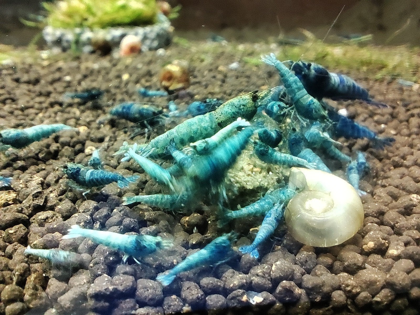 crevettes caridina blue bolt deep, Animaux & Accessoires, Enlèvement ou Envoi