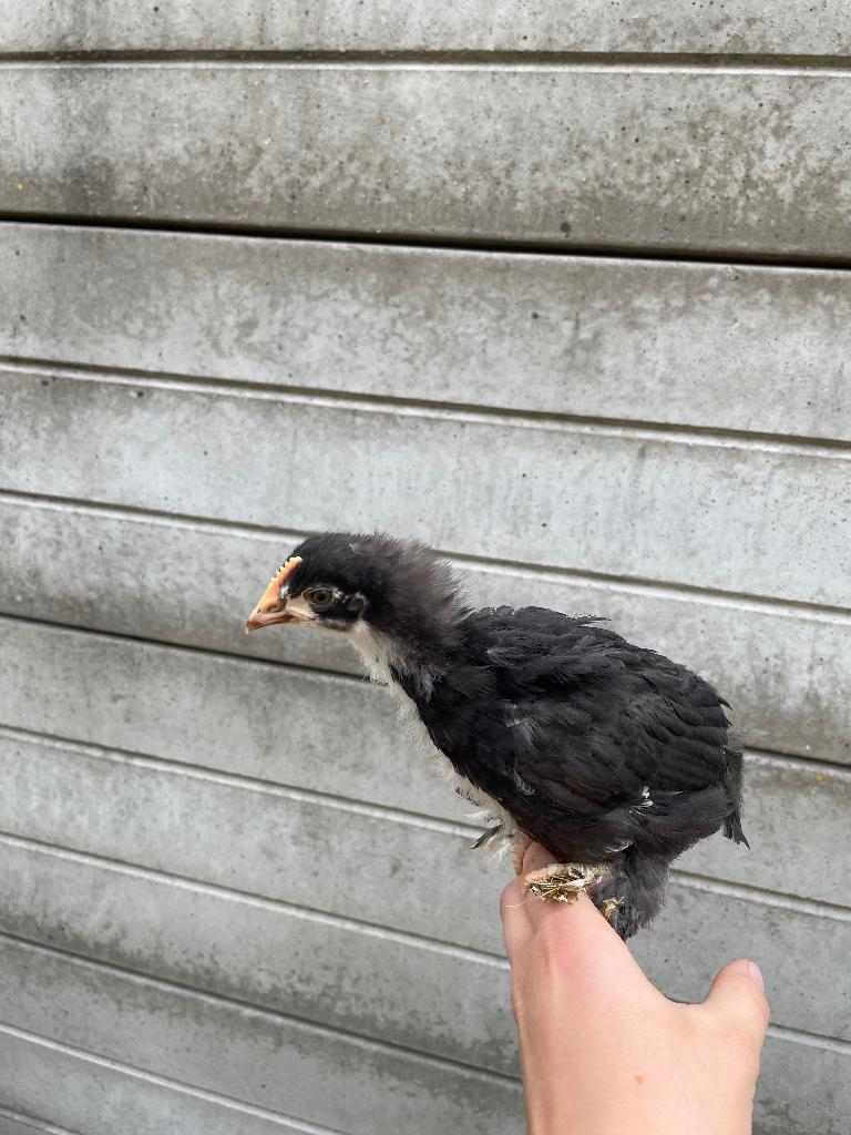 Maran kuiken, Dieren en Toebehoren, Geslacht onbekend, Kip