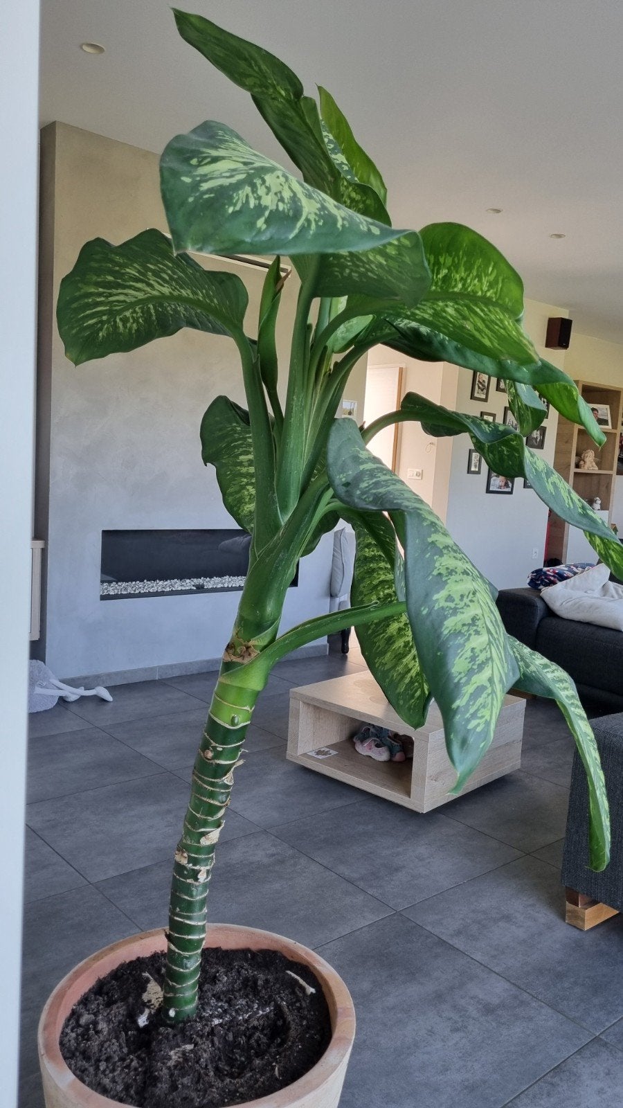 dieffenbachia, Huis en Inrichting, Ophalen, 100 tot 150 cm, Overige soorten, Halfschaduw