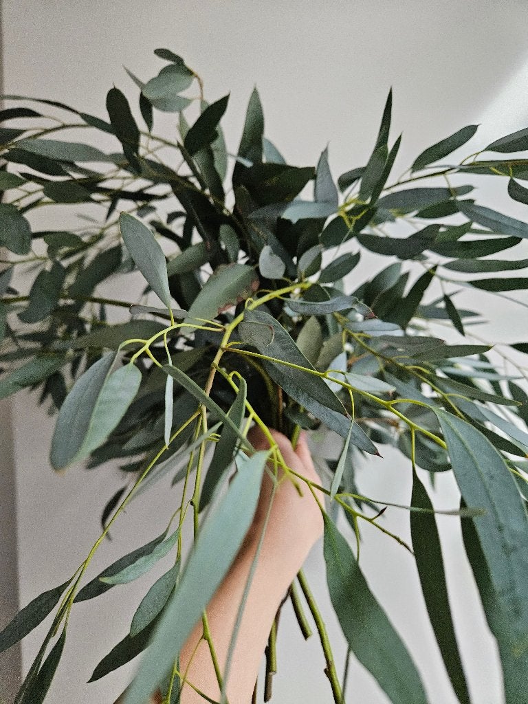 eucalyptus bouquet vers, Ophalen, Nieuw