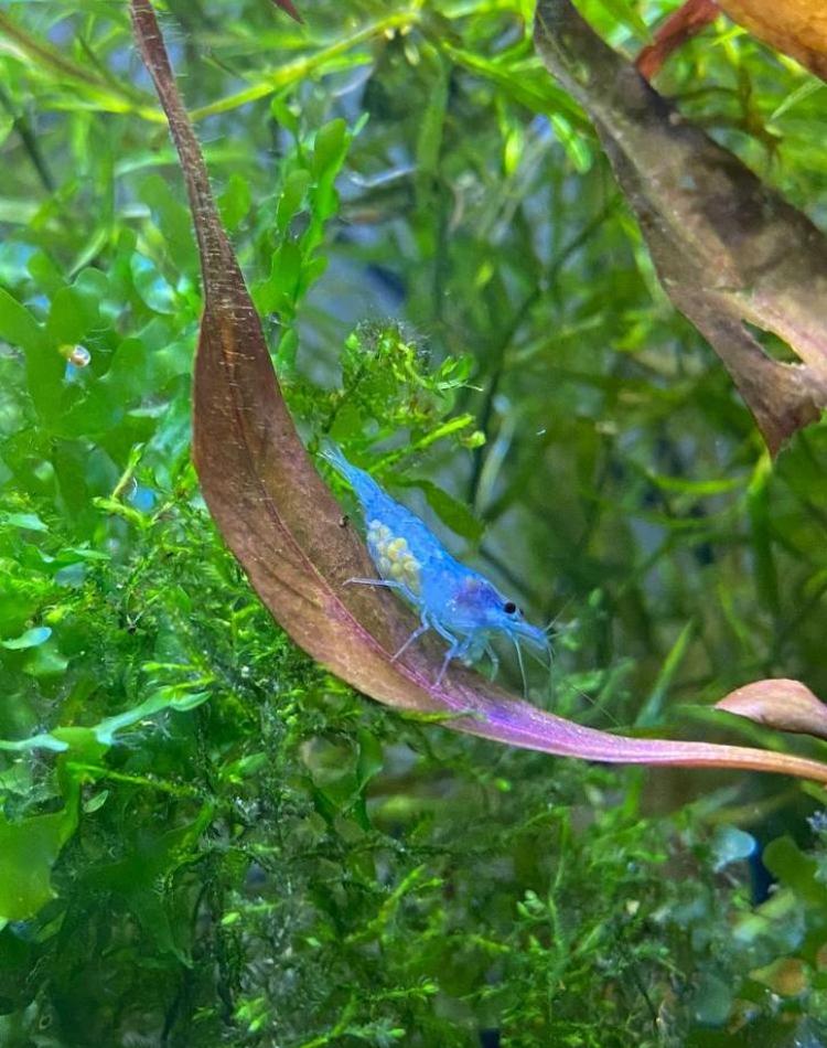 Neocaridina Blue Jelly cull - vuurgarnalen, Homard, Crabe ou Crevette, Poisson d'eau douce, Banc de poissons