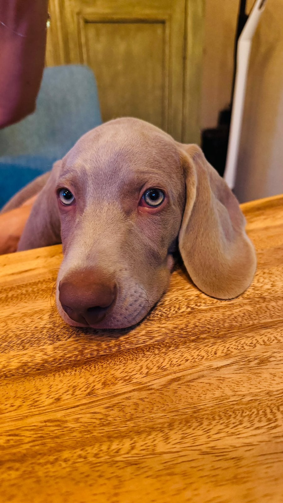 Weimaraner herplaatser 3,5 maanden oud, Dieren en Toebehoren, België, Fokker | Hobbymatig, 8 tot 15 weken, Eén hond