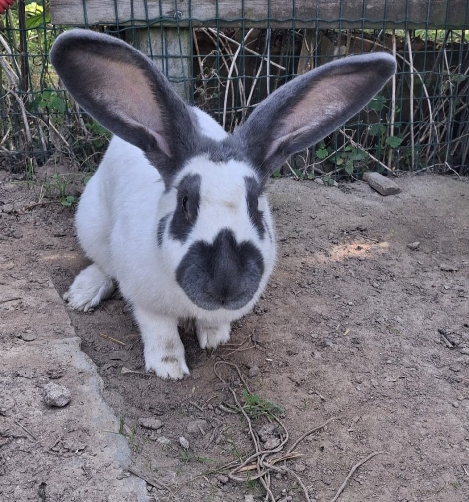 Vlinderkonijn, Vrouwelijk, Groot, 3 tot 5 jaar