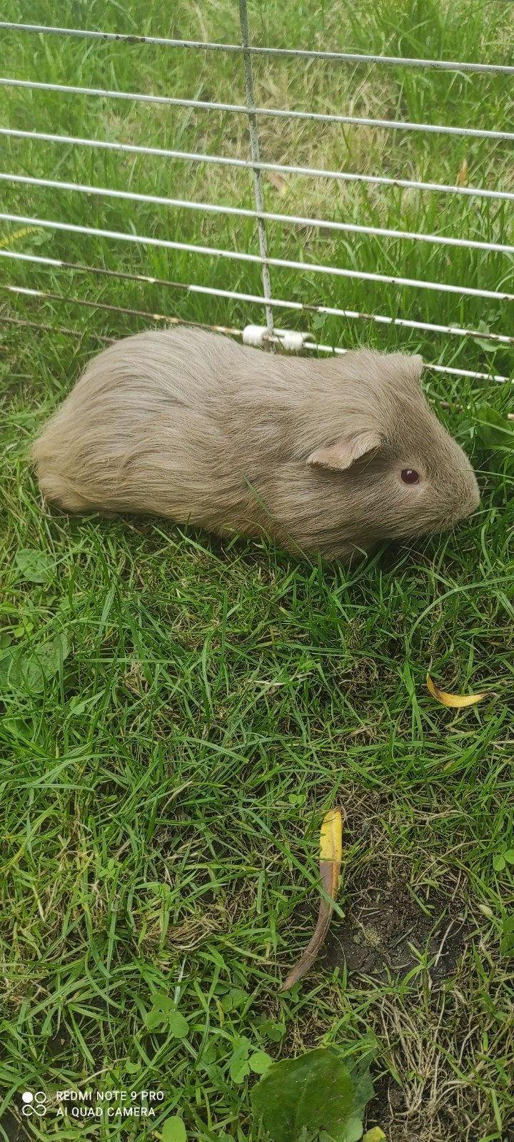 Prachtige fokbeer!, Animaux & Accessoires, Mai, Mâle, Cobaye