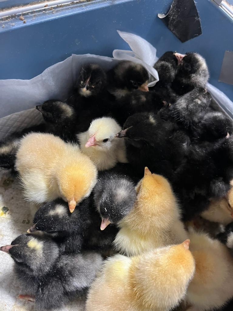 Kuikens verschillende rassen raszuiver, Dieren en Toebehoren, Pluimvee