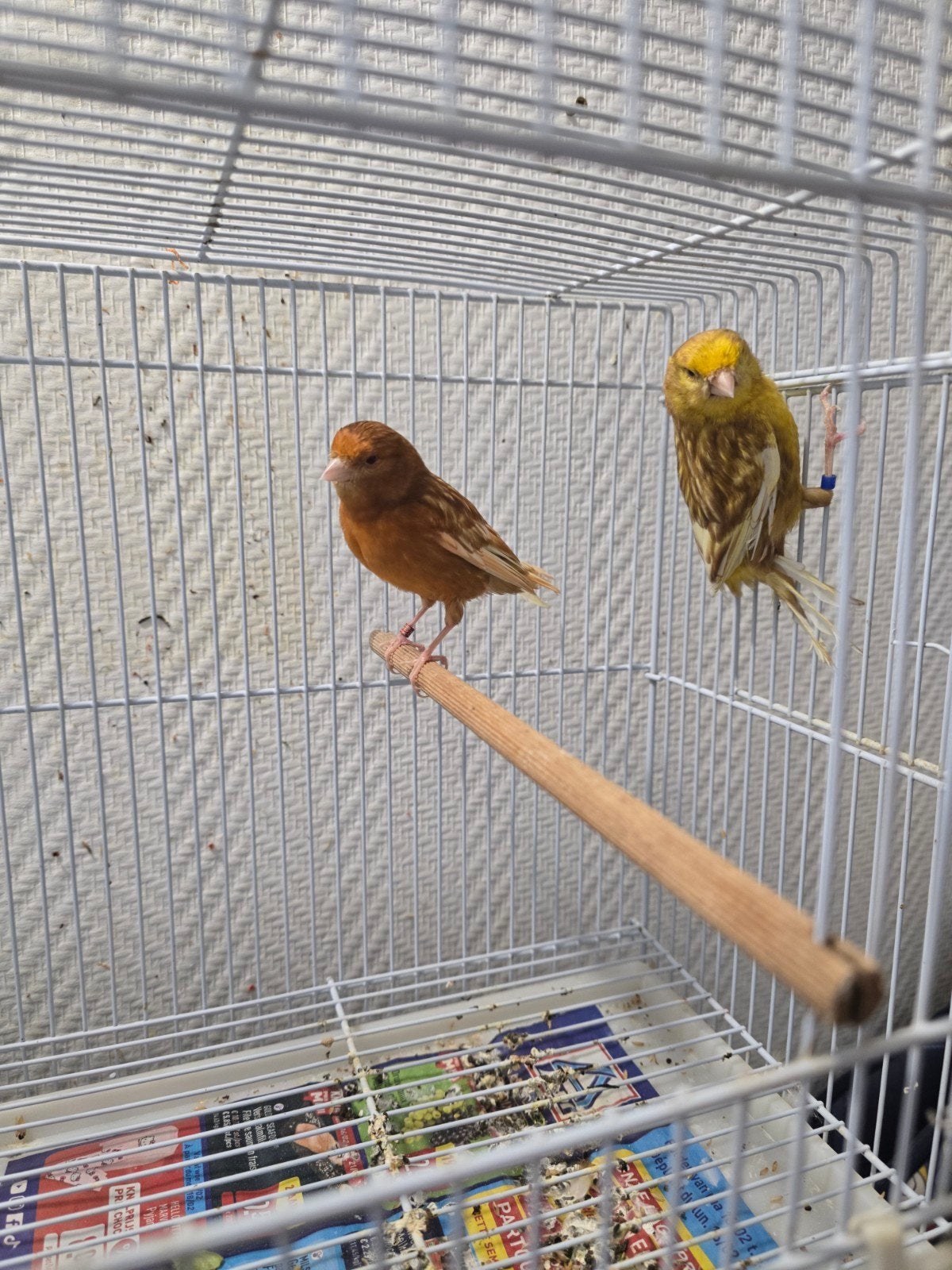 Couple canari 35€, Animaux & Accessoires