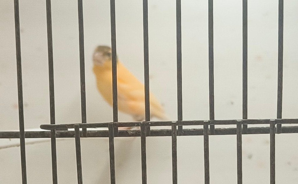 jonge kanaries, Dieren en Toebehoren, Vogels | Kanaries, Geslacht onbekend, Postuurkanarie