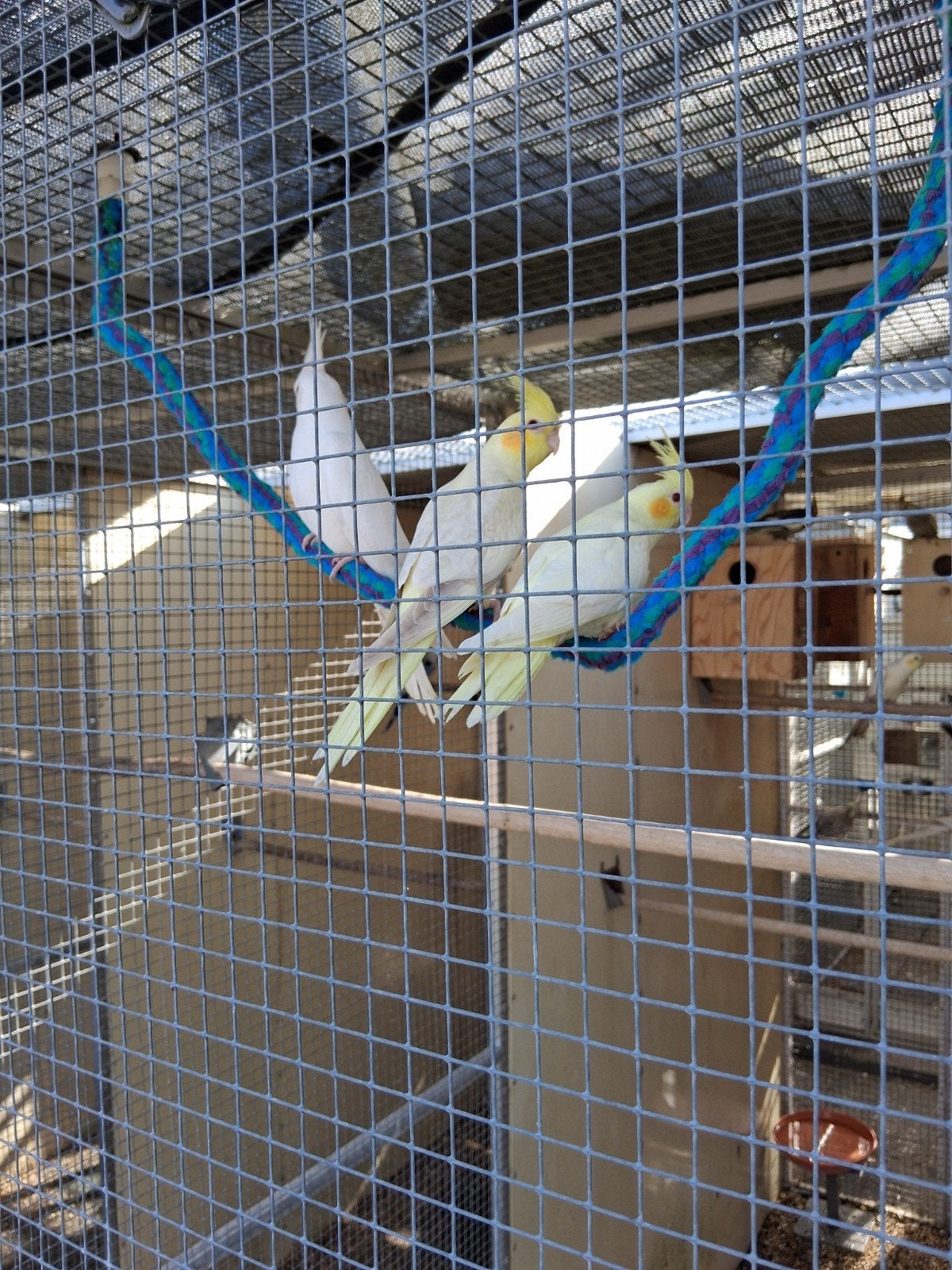 Valkparkieten om tam te maken., Dieren en Toebehoren, Geringd