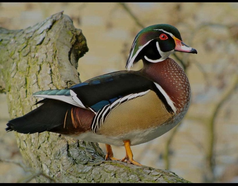 Carolinaeend/siereend, Meerdere dieren, Eend