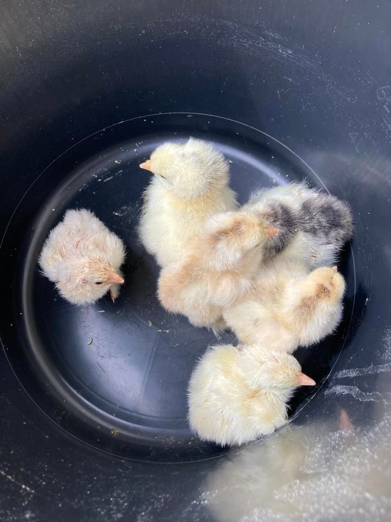 Brahma kuikens verwacht op 14/05/2026, Poule ou poulet