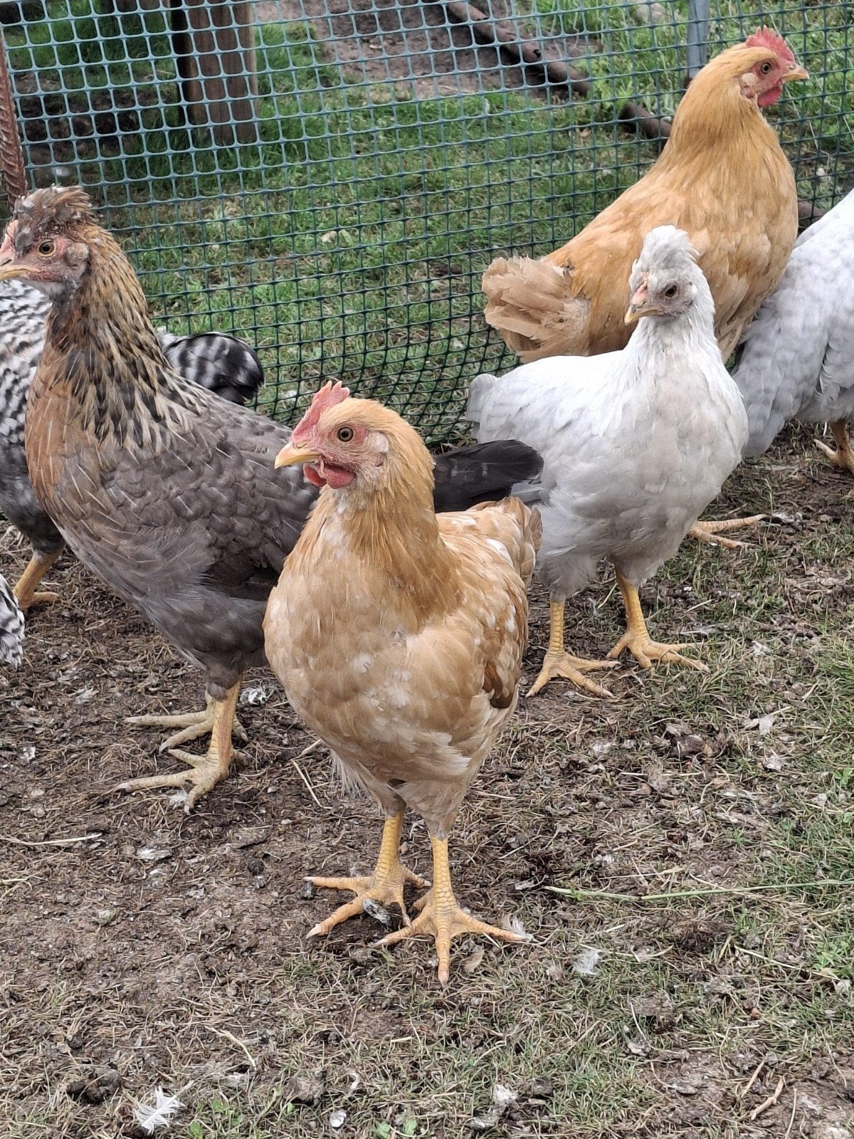 Haan leghorn buff