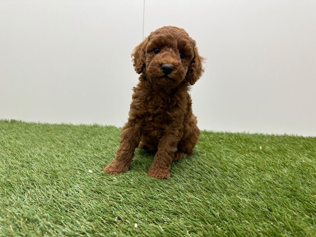 Nestje Dwergpoedel pups
