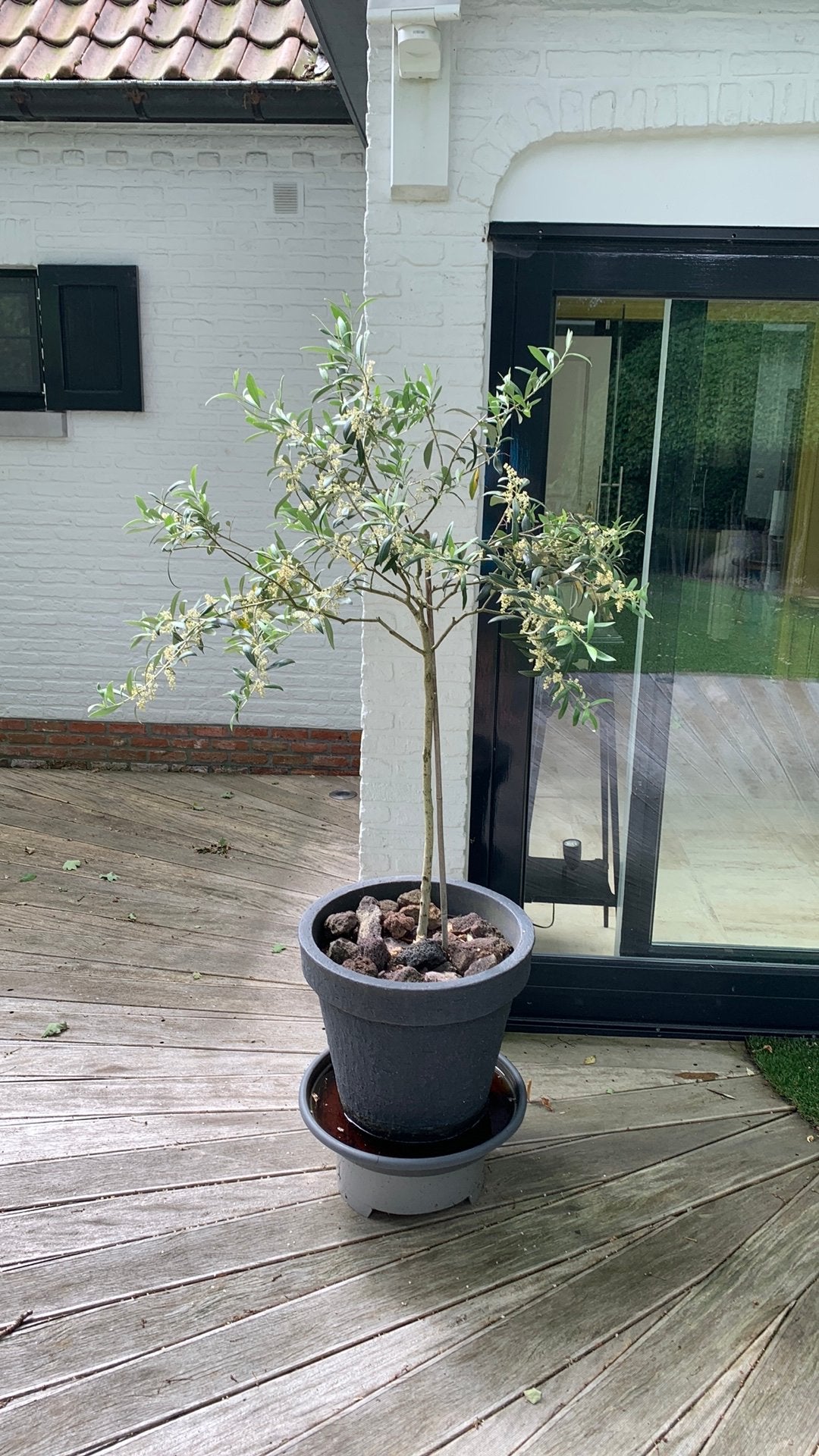 OLIJF BOOMPJE, Ophalen, In pot, 100 tot 250 cm