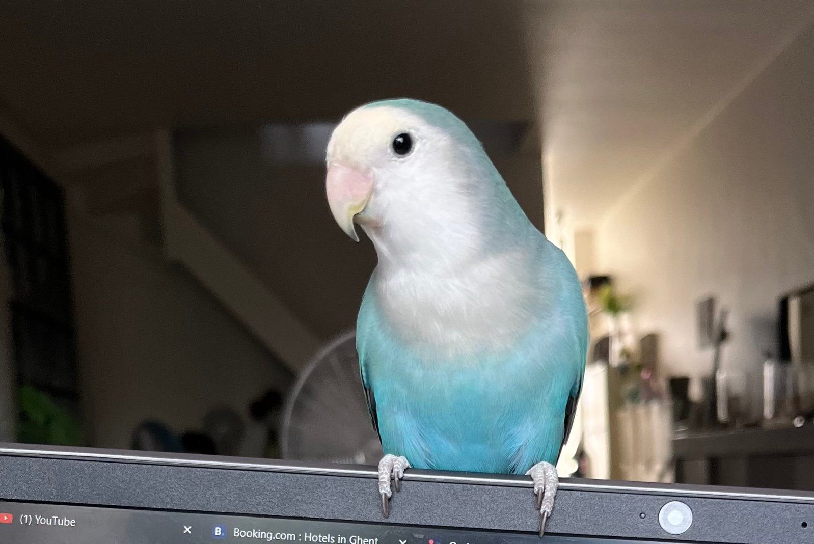 Roseicollis / lovebird (lees beschrijving!), Tam