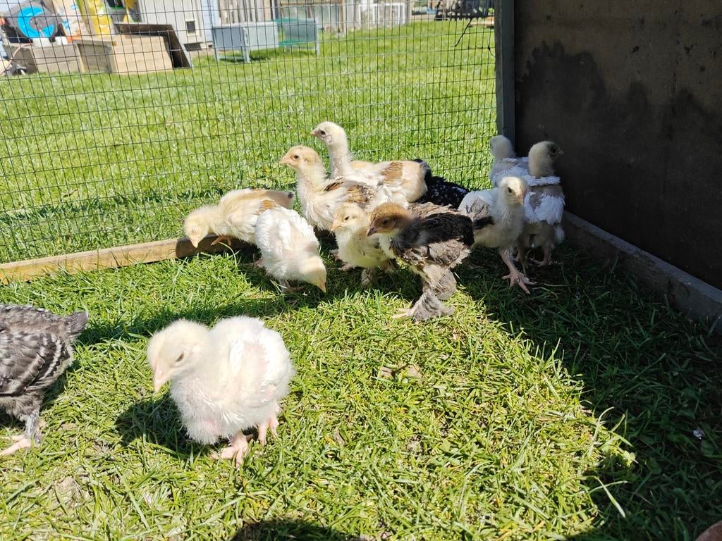 Witte mechelse kalkoenkop kuikens, Geslacht onbekend