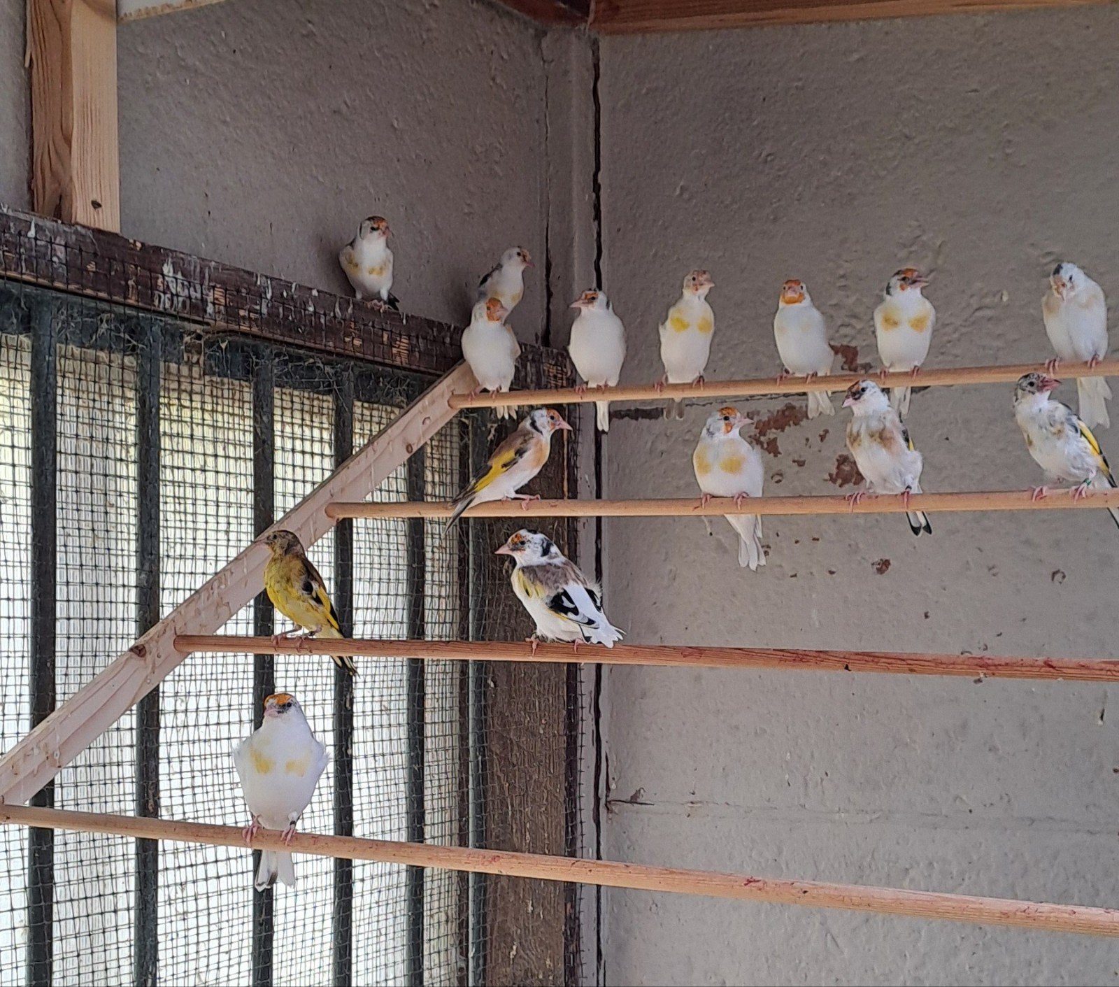 putters majoor, Dieren en Toebehoren, Wildzangvogel