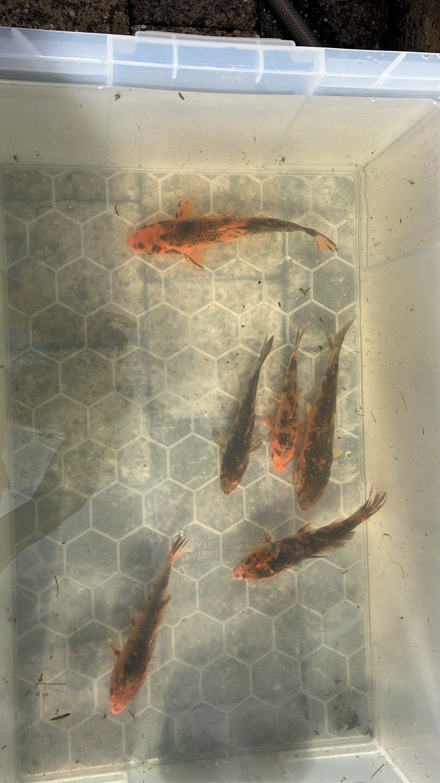 Koi vissen, Dieren en Toebehoren, Vissen | Vijvervissen, Karper of Koi