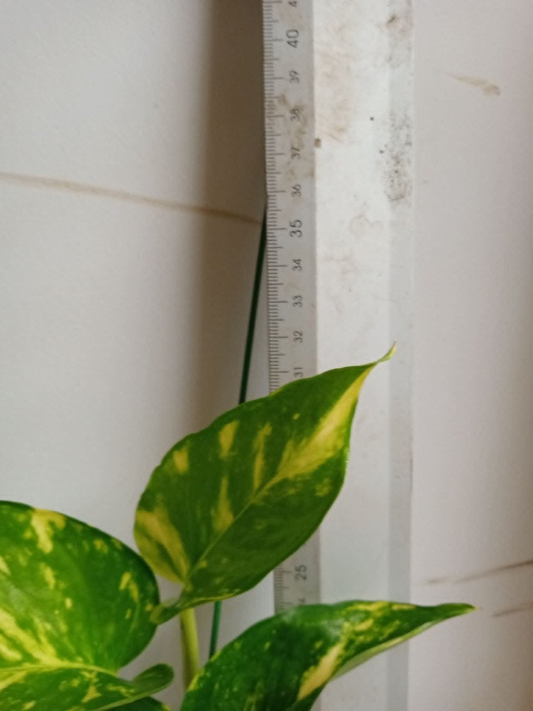epipremnum aureum, Ophalen, Overige soorten, Halfschaduw, In pot