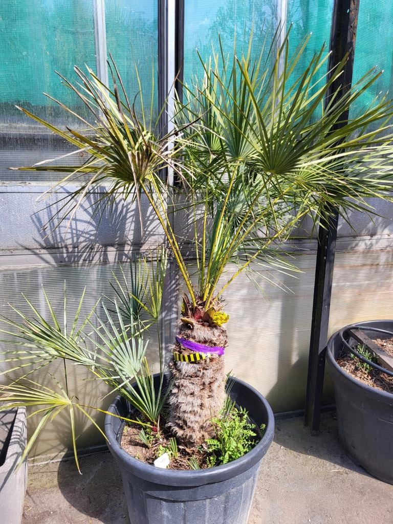 Chamaerops cerifera, 300€/ m stam, Tuin en Terras, Ophalen