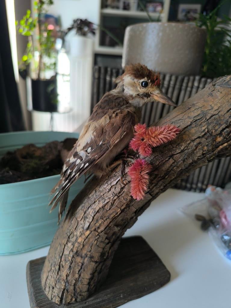 Bonte specht taxidermie, Ophalen of Verzenden, Gebruikt, Opgezet dier