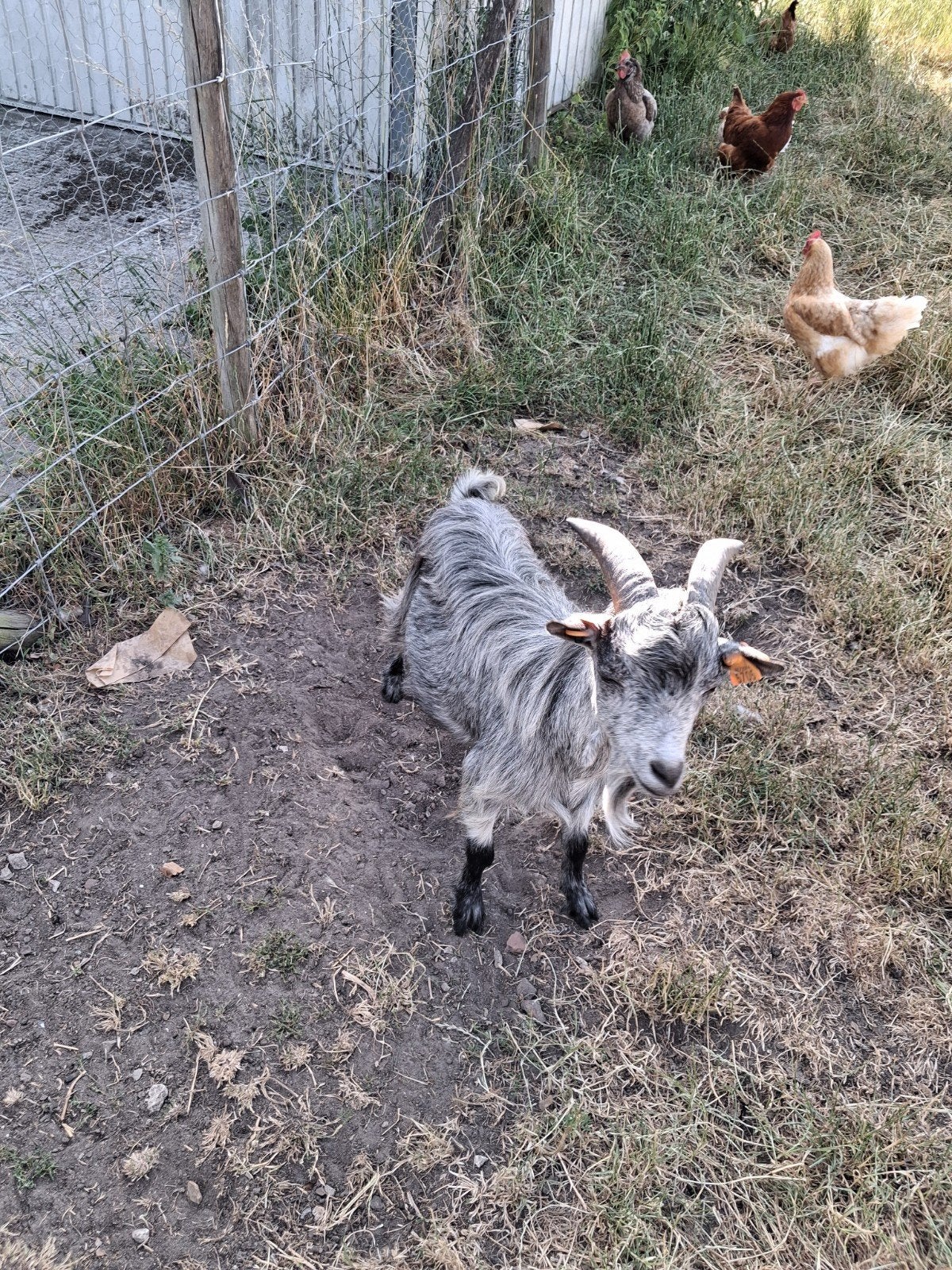 Mooi blauwschimmel dekbokje