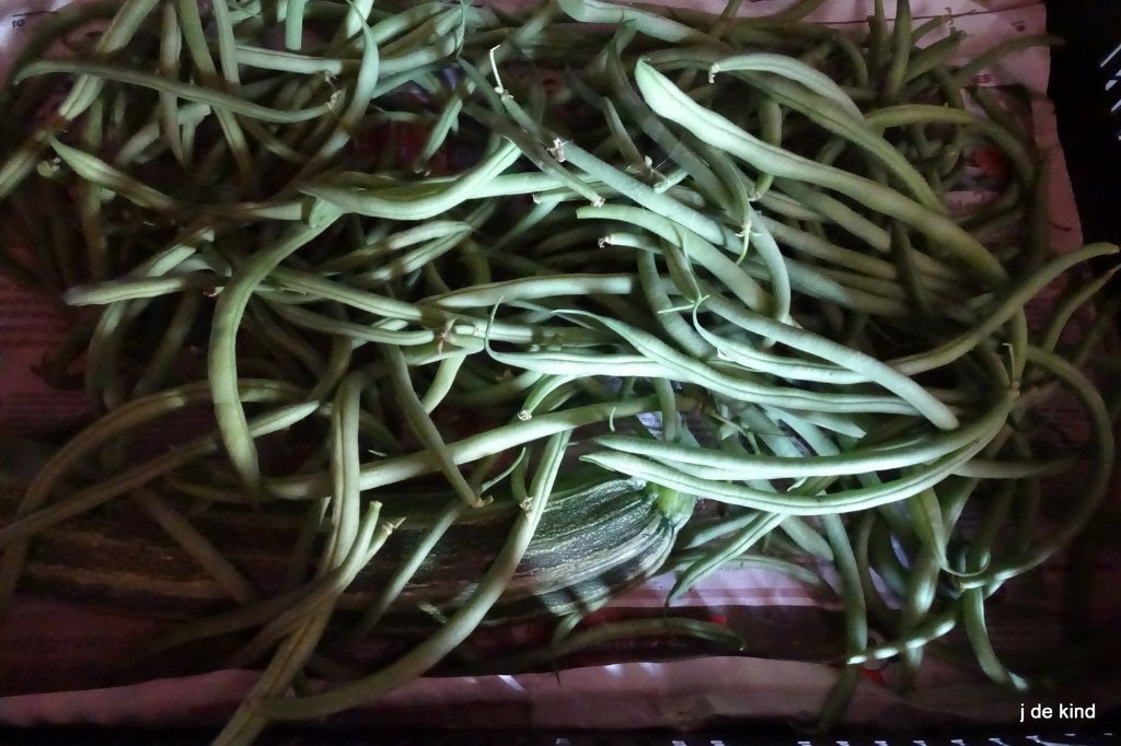 tuinboon, Enlèvement