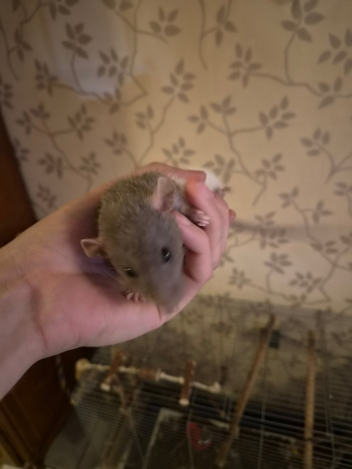 2 ratjes +-1.5 jaar oud, Rat, Mâle, Domestique, Avril