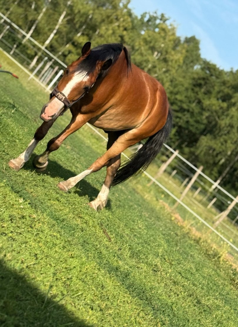 D-pony met een vreugde bokje te koop, Hongre, Poney D (1.37 m à 1.48m), Avec puce électronique, 11 ans ou plus