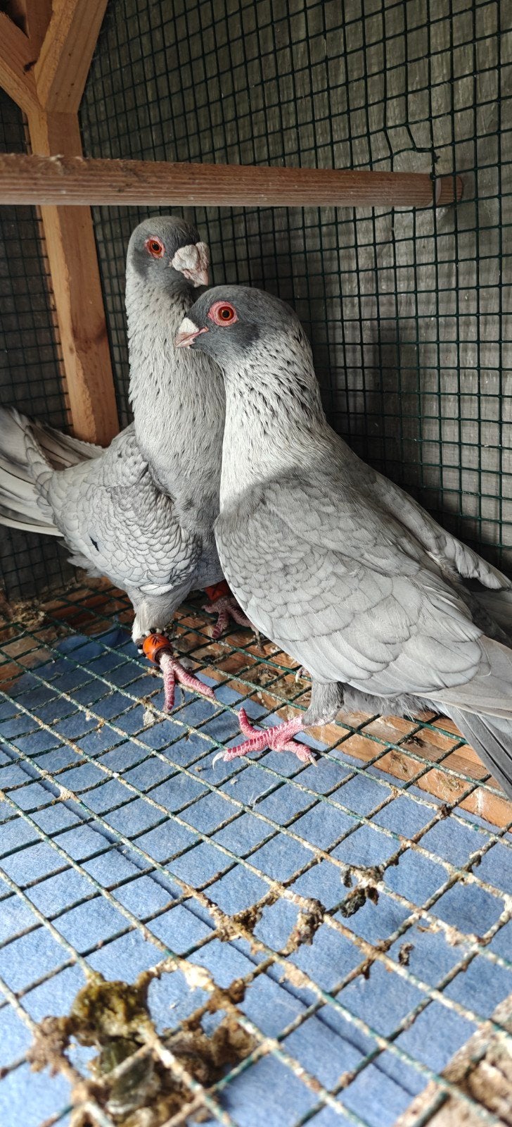 Duiven te koop, Dieren en Toebehoren