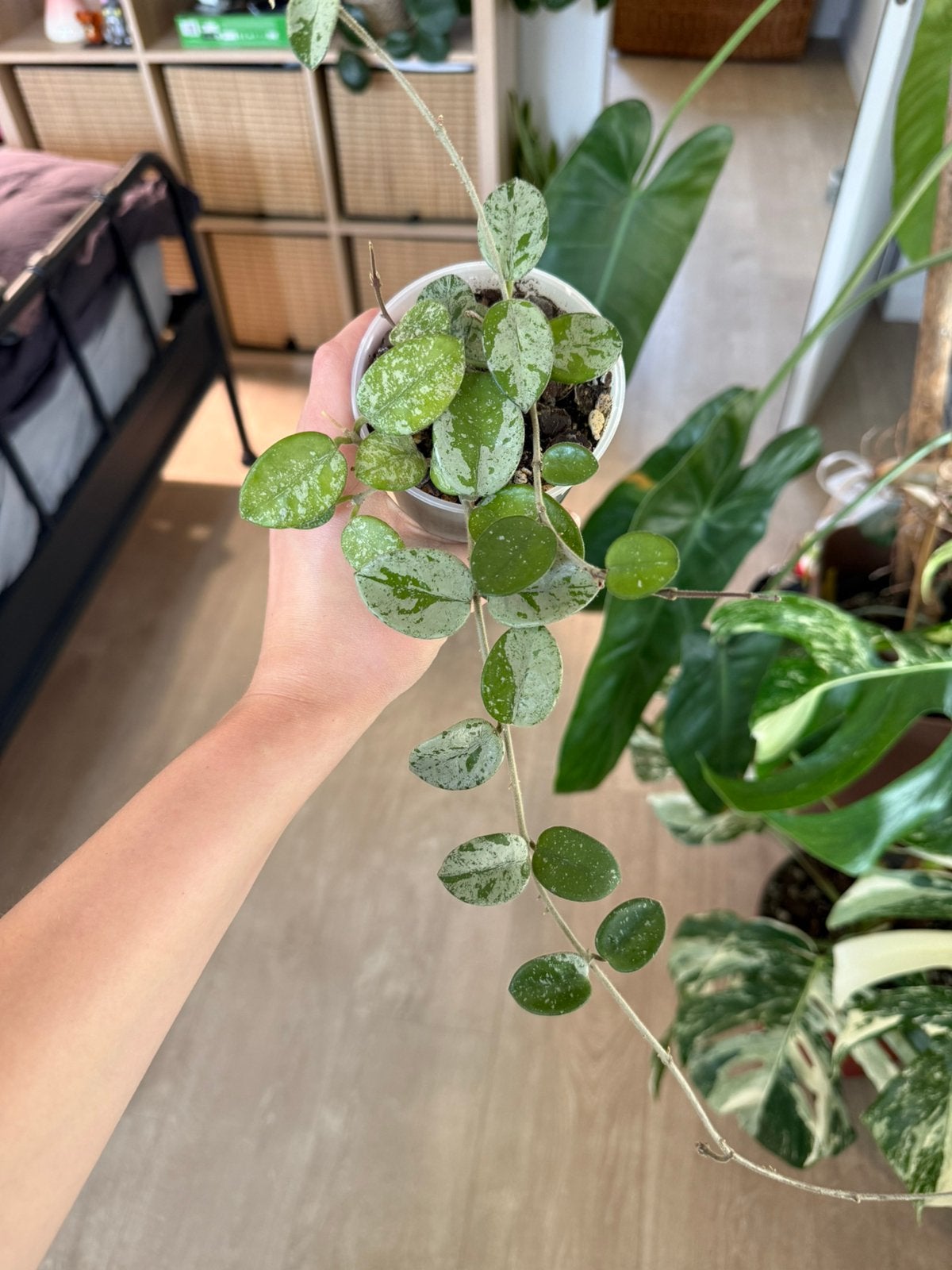 Hoya Mathilde splash, Huis en Inrichting, Kamerplanten, Ophalen