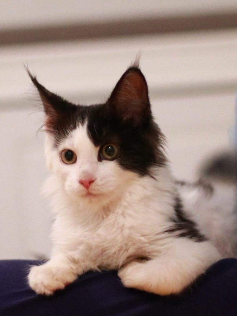 Maine coon kitten, Poes, Gechipt, 0 tot 2 jaar