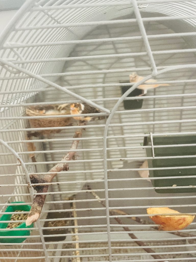 3 canaris à vendre avec la cage compris, Animaux & Accessoires, Enlèvement, Neuf, Métal, Cage à oiseaux