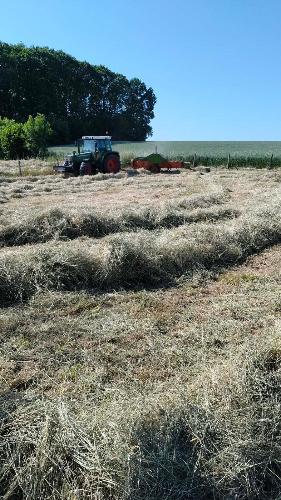 Kleine hooi botten, Mai, Plusieurs animaux