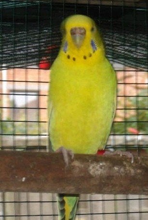 2 poppen grasparkieten, Plusieurs animaux, Perruche, Bagué