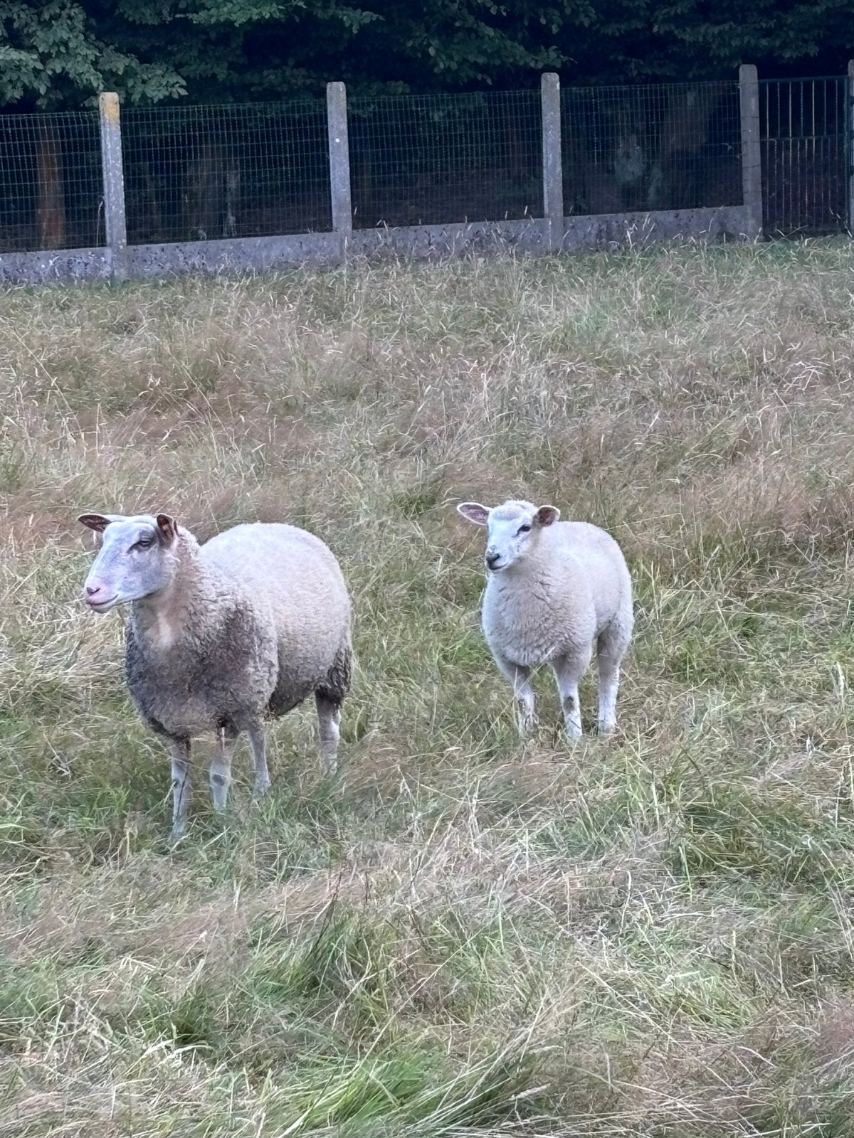 Vlaamswitschaap gekruist met swifter, Dieren en Toebehoren, Schapen, Geiten en Varkens, Vrouwelijk, Schaap, 0 tot 2 jaar