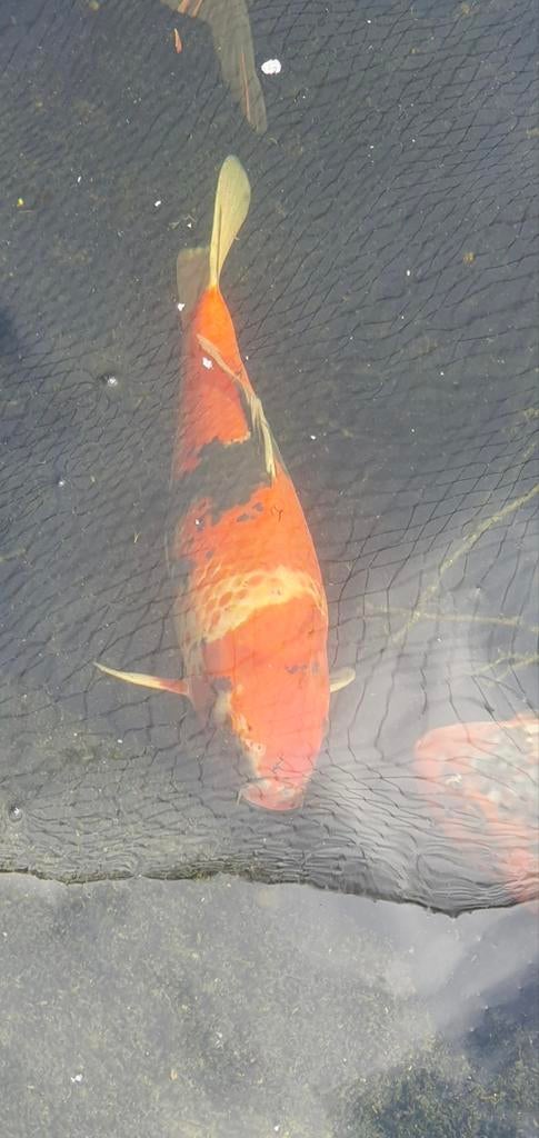 Japanse koi 30+, Dieren en Toebehoren