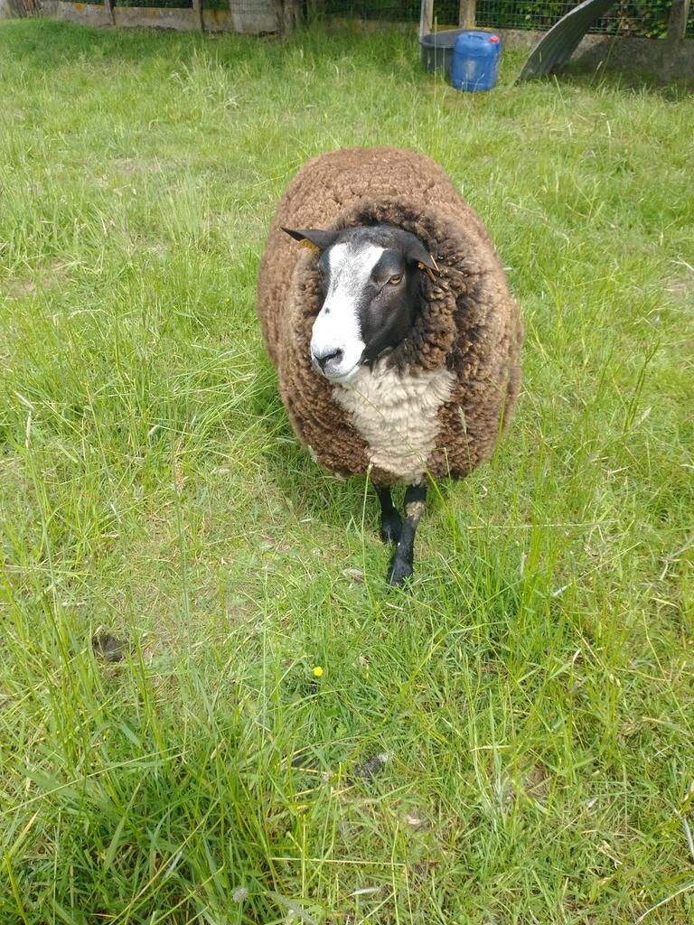 Te koop zwaare schapen bok bieden vanaf 375€, Dieren en Toebehoren, Schapen, Geiten en Varkens