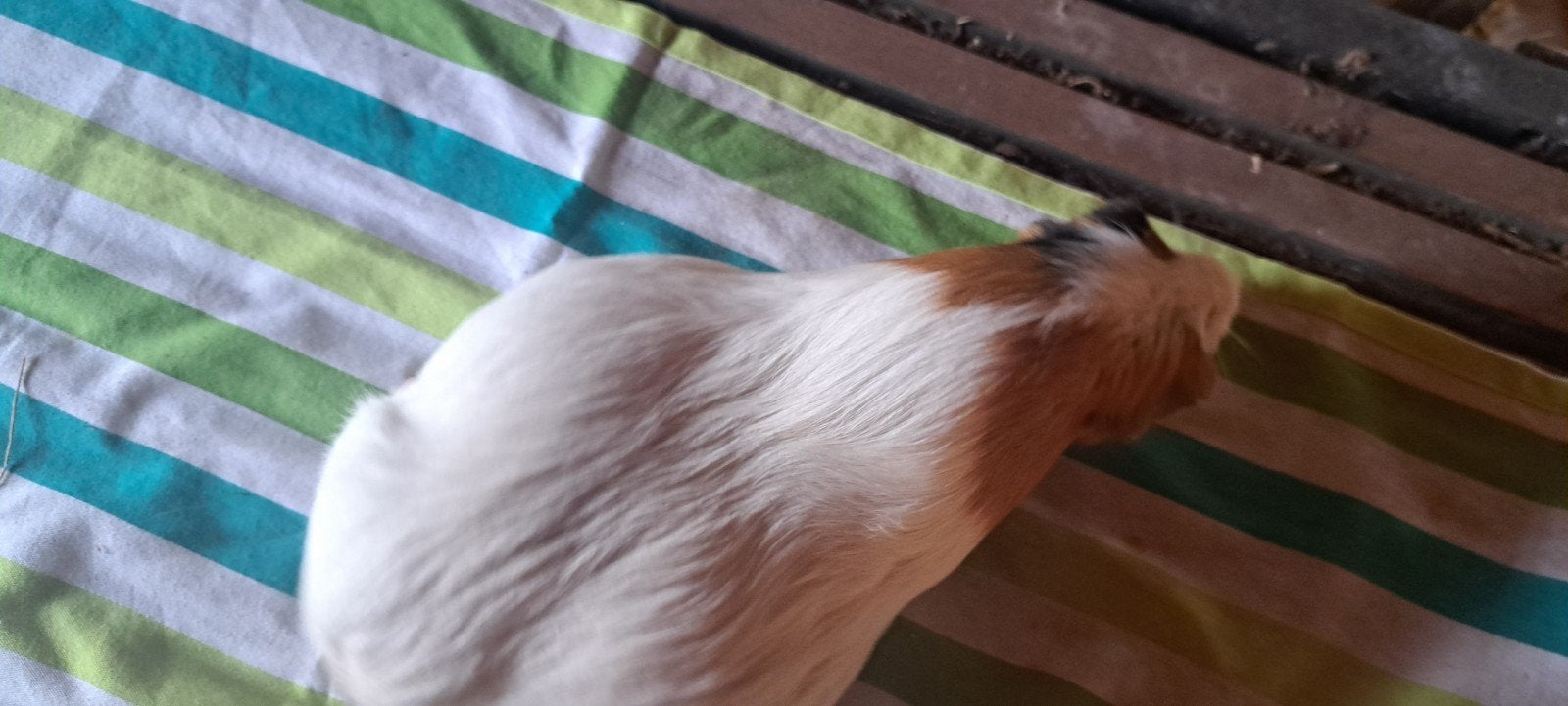 cavia zeugje, Dieren en Toebehoren, Cavia, Vrouwelijk, Tam, Oktober