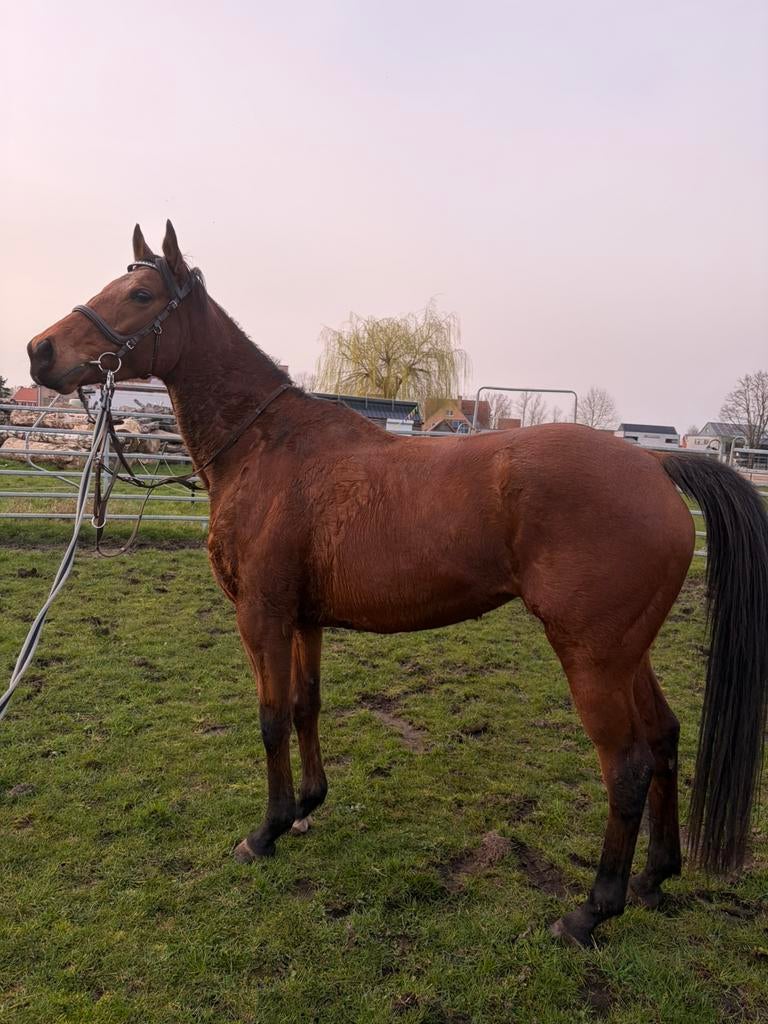 Franse volbloed merrie, Jument