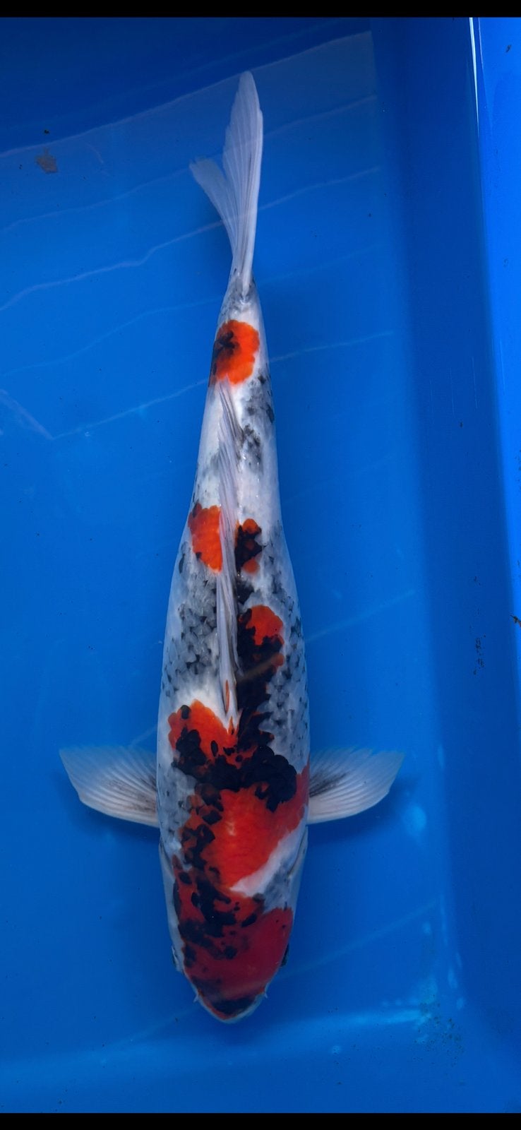 Japanse koi - showa - Isa - 45 cm - 2 jaar, Dieren en Toebehoren