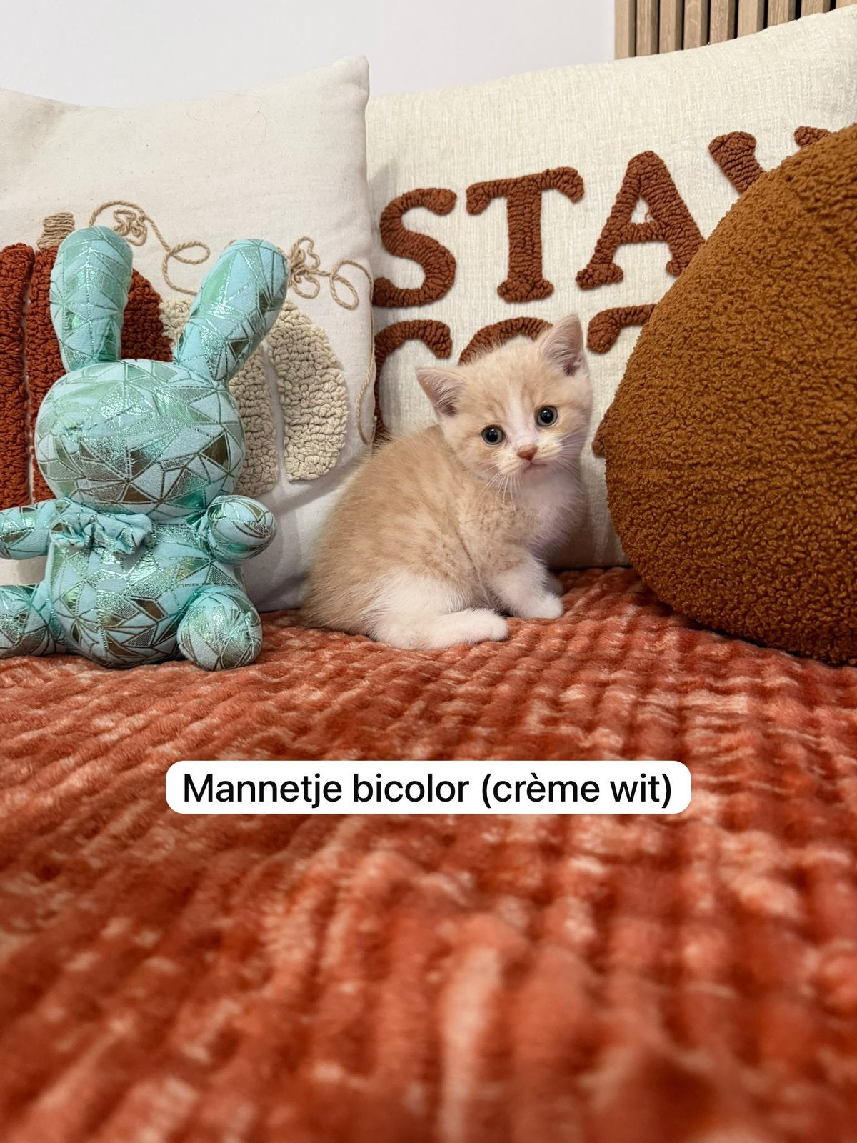 Britse korthaar kitten (ANTWERPEN), Dieren en Toebehoren, Katten en Kittens | Raskatten | Korthaar, Kater, Gechipt, 0 tot 2 jaar