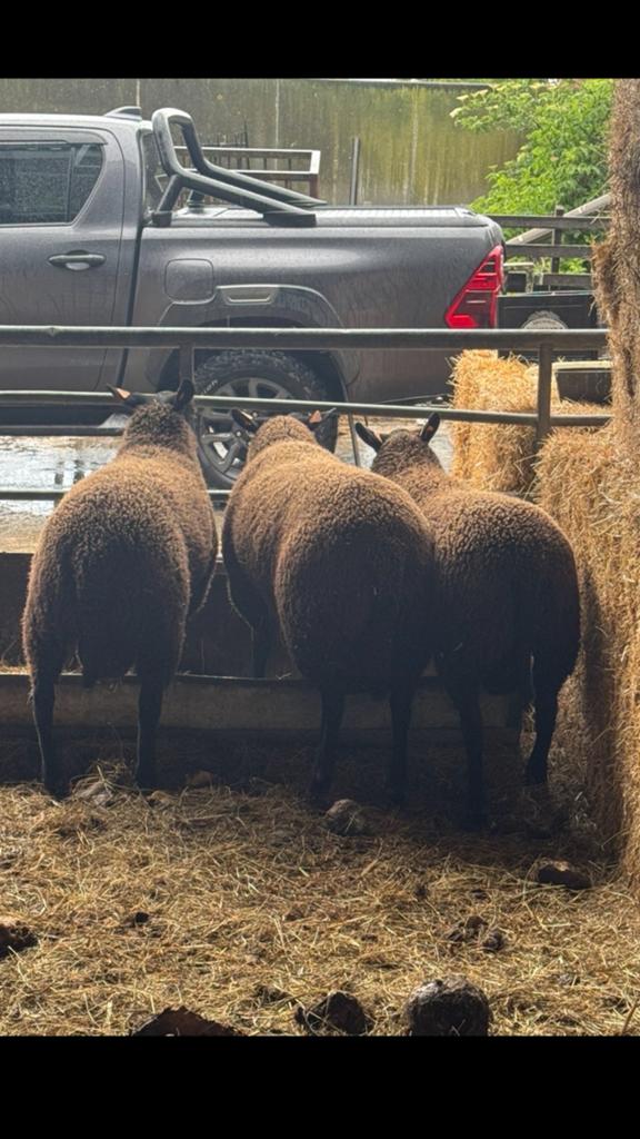 Schapen rammen tussen de 7 en 9 maand, Schaap