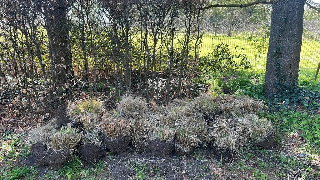 Pennisetum hameln siergras lampenpoetsergras, Ne fleurit pas, Plein soleil, Enlèvement, Graminées ornementales