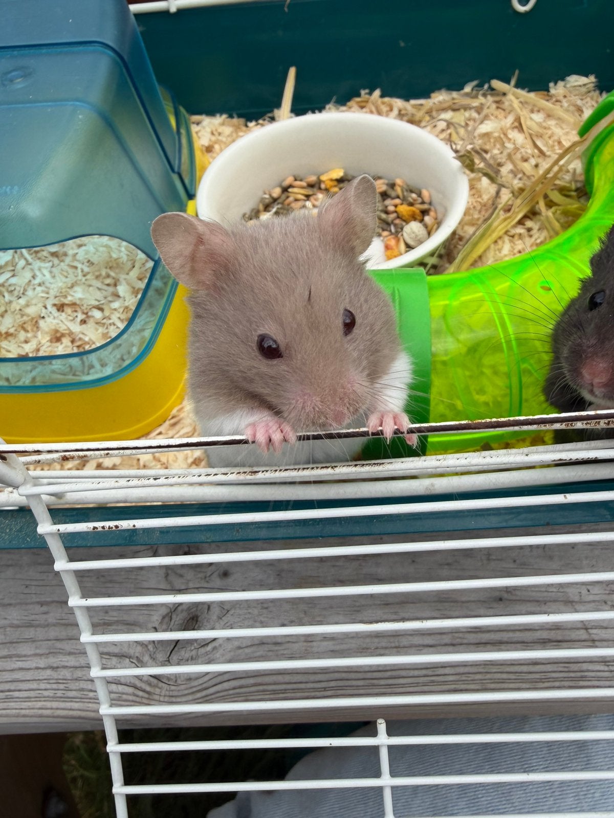 schattige hamster, Dieren en Toebehoren, Hamster, Juni, Mannelijk, Tam