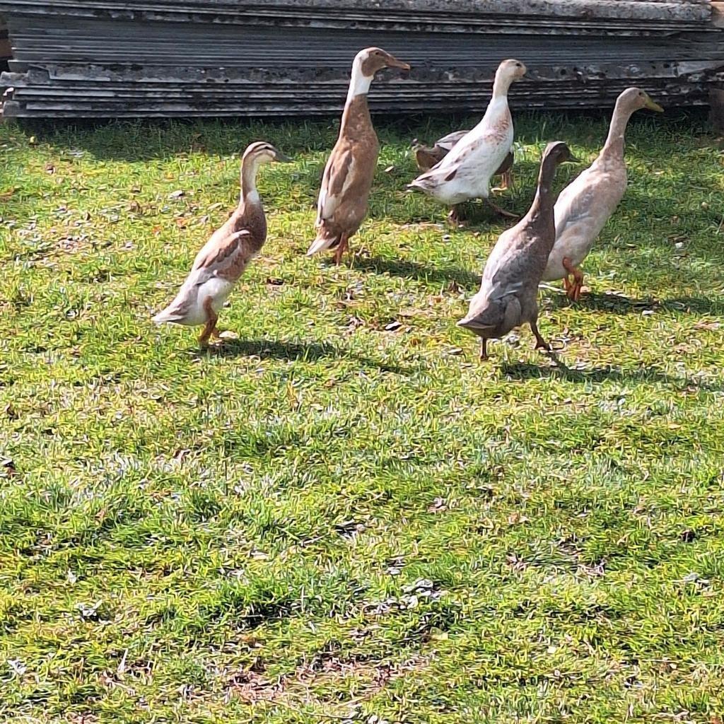 Broedeieren loopeend, Dieren en Toebehoren
