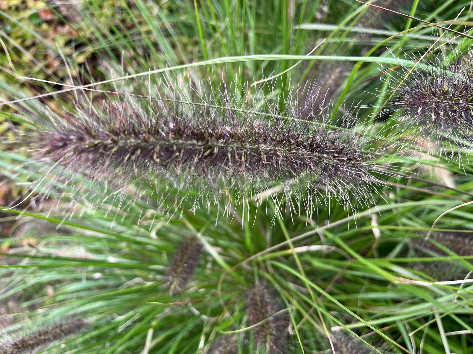 Siergrassen, Jardin & Terrasse, Plein soleil, Été, Enlèvement, Graminées ornementales