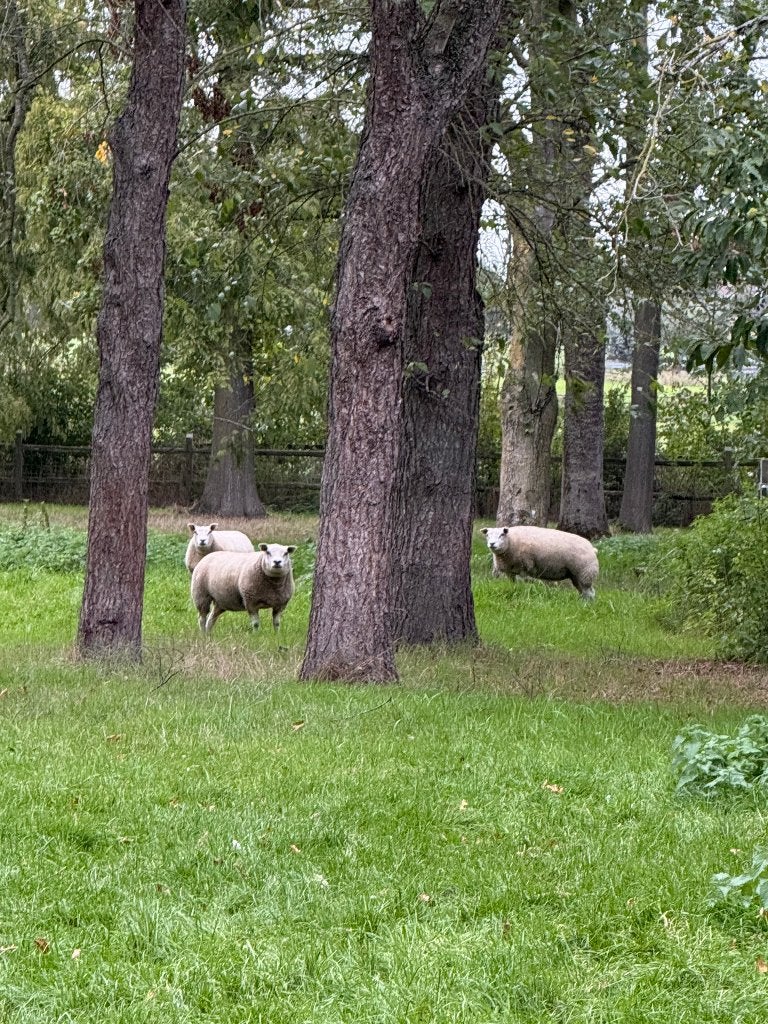 texel schapen, Animaux & Accessoires, Femelle, Mouton, 0 à 2 ans