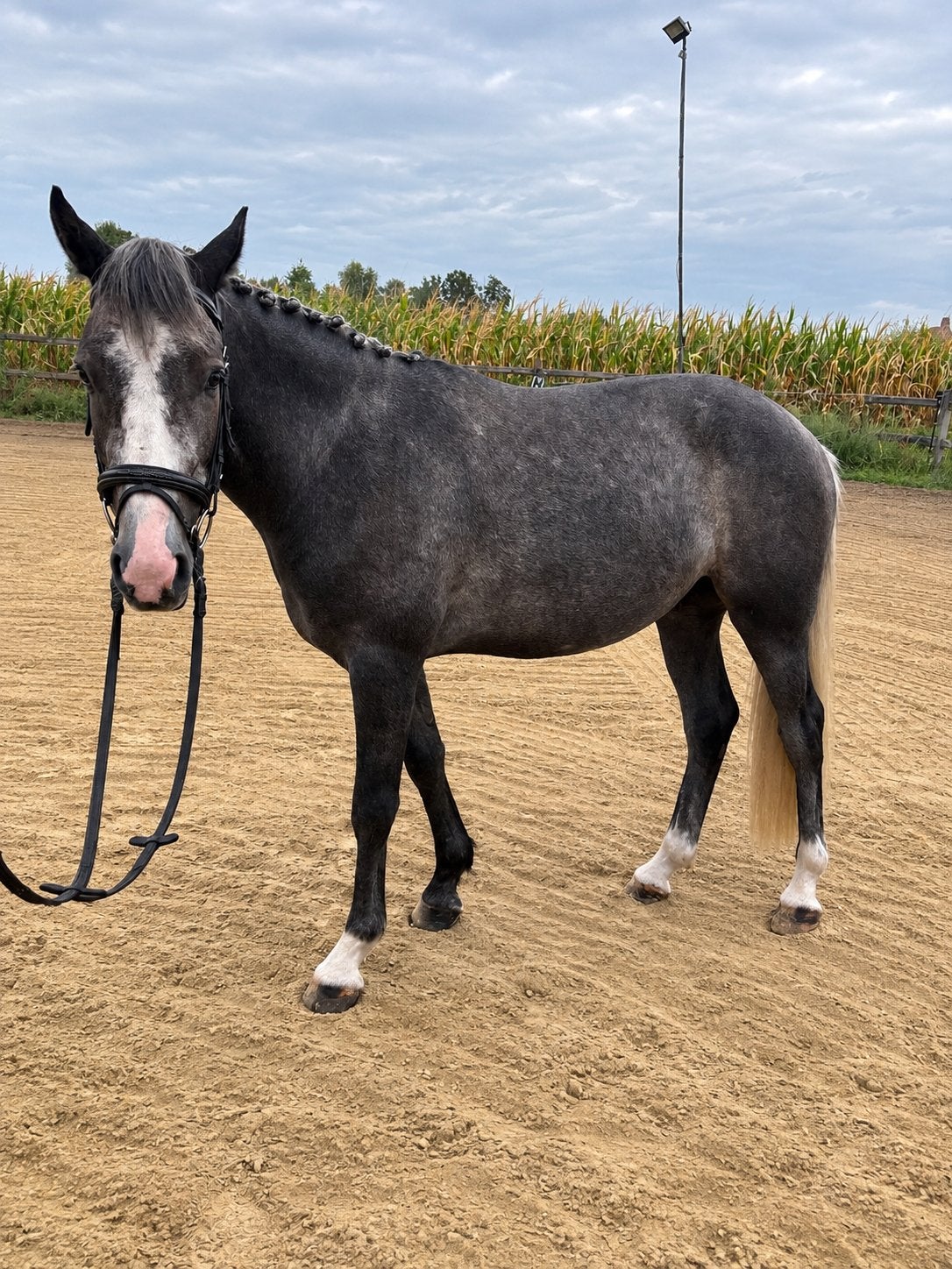 Knappe 3-jarige D-pony, Dieren en Toebehoren, Ruin