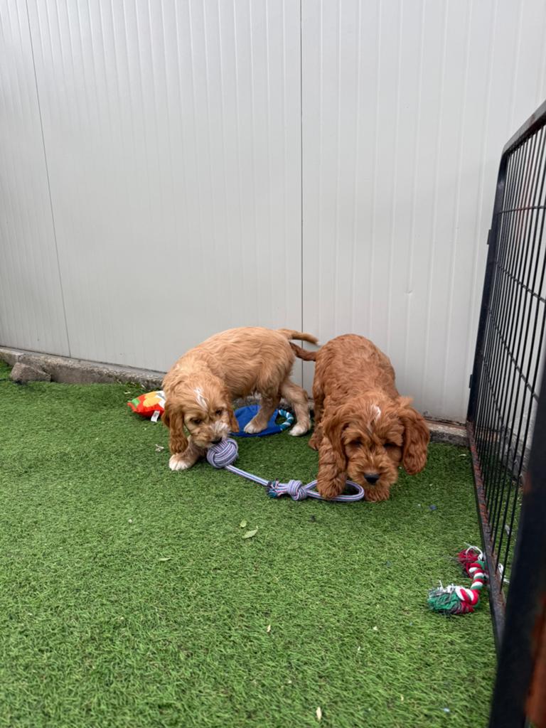 Prachtige cockapoo pups, Dieren en Toebehoren, Honden | Retrievers, Spaniëls en Waterhonden, Parvo, België, Overige rassen, 8 tot 15 weken